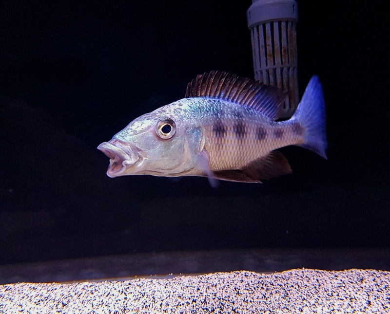 Fossorochromis rostratus